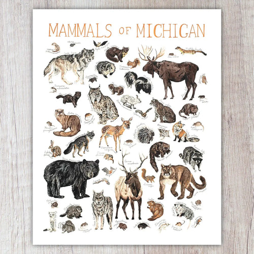 Mammals of Michigan 8