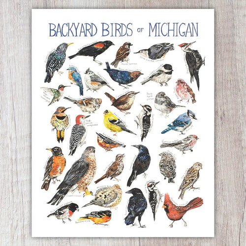 Backyard Birds of Michigan 8
