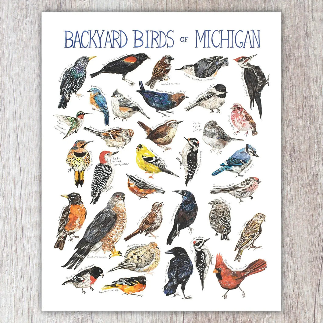 Backyard Birds of Michigan 8