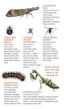 Creepy, Crawly Tattoo Bugs Temporary Tattoo Book
