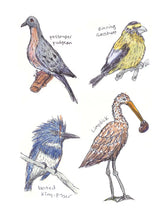 Field Guide to Dumb Birds Sticker Book 100+ Stickers of the Dumbest Birds