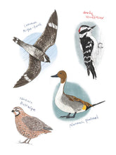 Field Guide to Dumb Birds Sticker Book 100+ Stickers of the Dumbest Birds