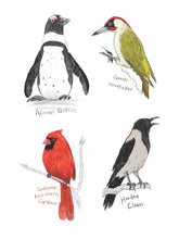 Field Guide to Dumb Birds Sticker Book 100+ Stickers of the Dumbest Birds