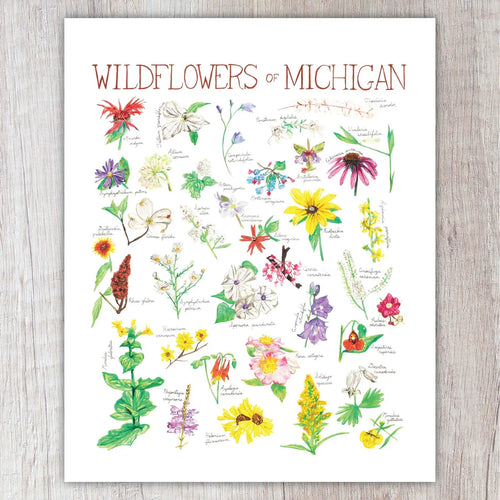 Wildflowers of Michigan 8
