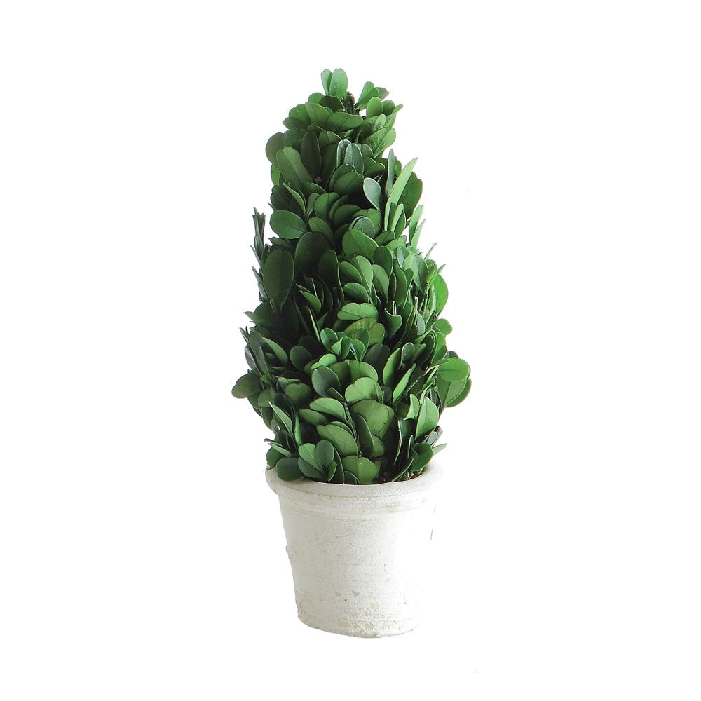 Preserved Boxwood Cone in White Clay Pot